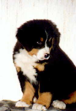 bouvier bernois