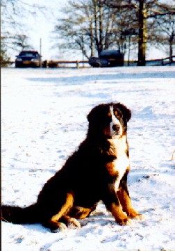 bouvier bernois