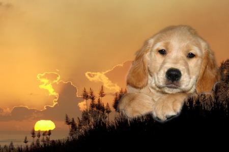 golden retrivers
