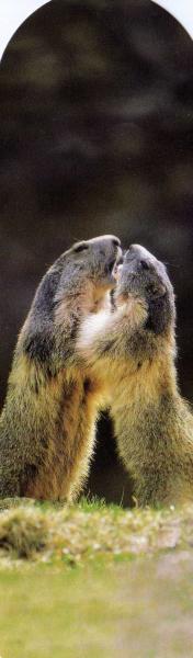 marmotte