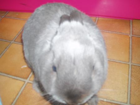 tatou